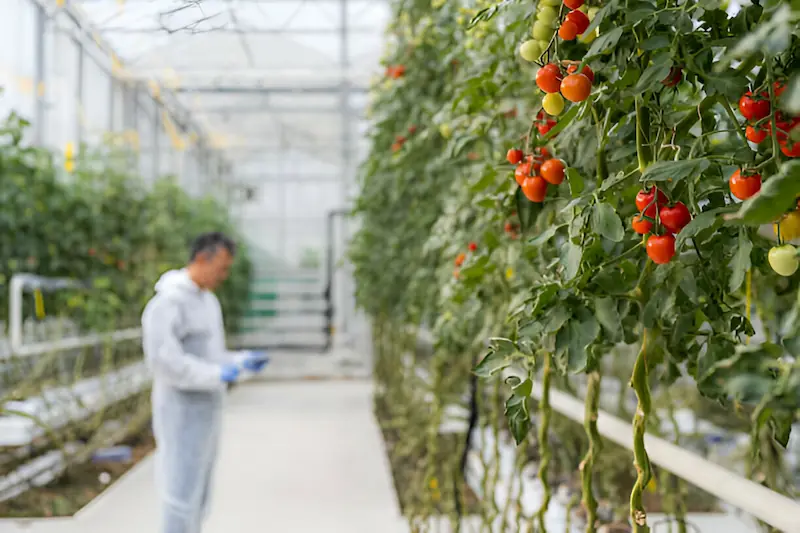 Most tomatoes are grown in China